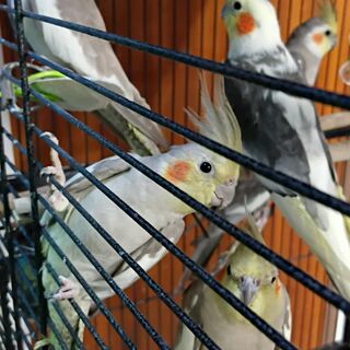 Cockatiels