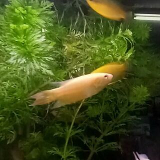 Gold Paradise Fish