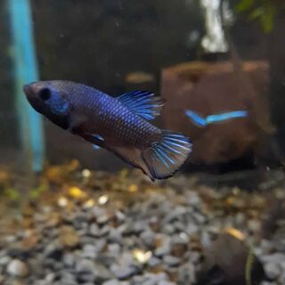 Betta 5