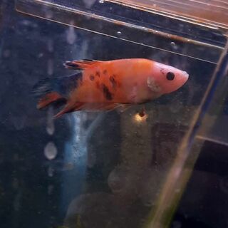 Betta 5