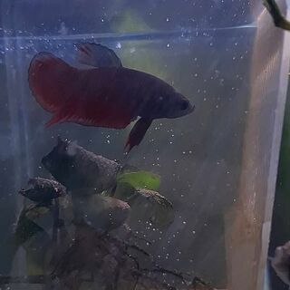 Betta 7