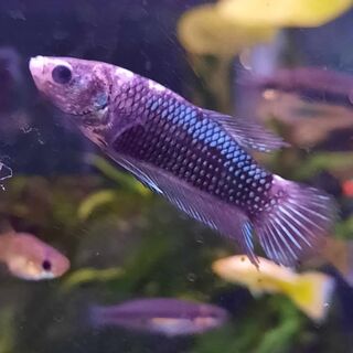 Betta 7