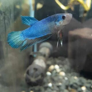 Betta 6
