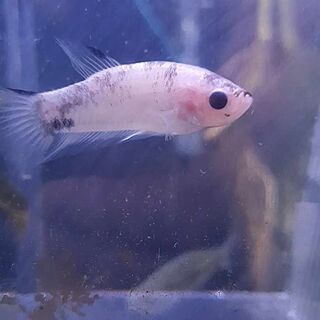 Betta 9