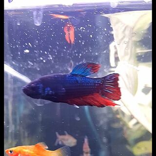Betta 11