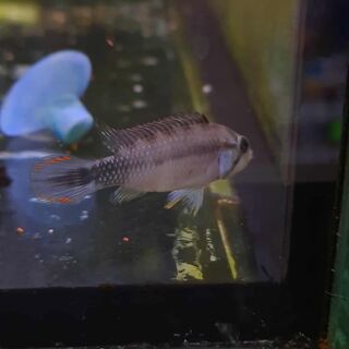 Apistogramma Panduro