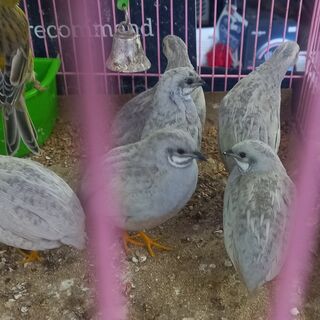 * Chinese Quails Silver