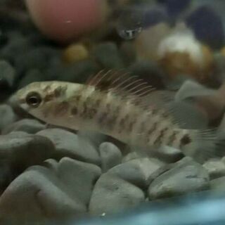 Burmese Badis