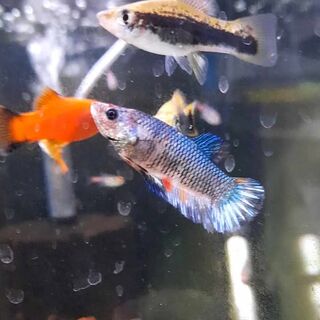 Betta 8