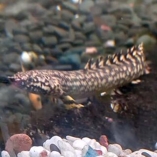 Ornate Bichir