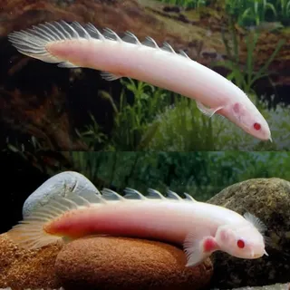 Albino Bichir