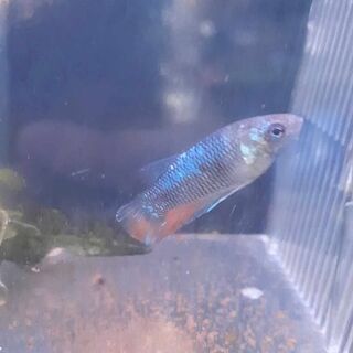 Betta 10