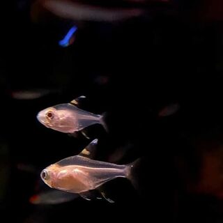 Gold Pristella Tetras