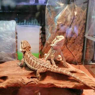 Bearded Dragons