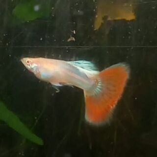 Albino Japan Blue (red tail) Males