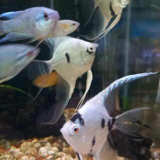 Panda Angel Fish