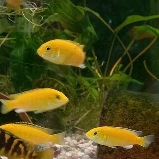 Electric Yellow Cichlid