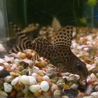 Featherfin Synodontis