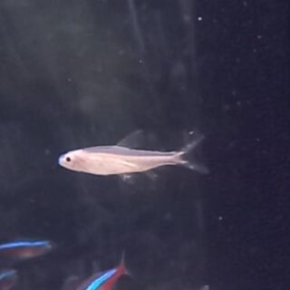 Gold Rummy Nose Tetra