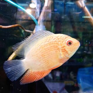 Red Spotted Severum