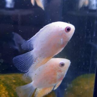 Red Spotted Severum