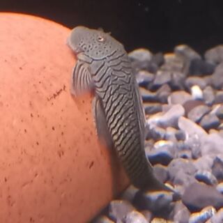 Stripped Bulldog Pleco