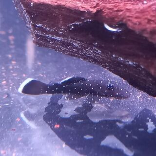 Starlight Bristlenose - Small