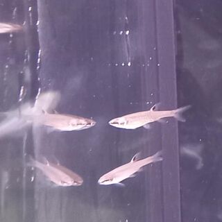 Splash Tetras