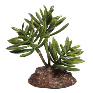 Reptile One Plant Mini Senecio Green With Ceramic Base