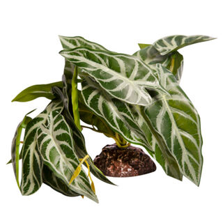 Reptile One Plant Alocasia Green With Ceramic Base