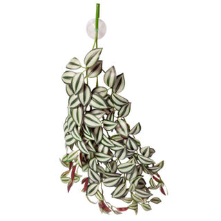 Reptile One Plant Hanging Plant Tradescantia Green Silver With Suction Cup