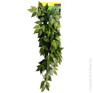 Reptile One Plant Green Variegated Ivy Cascading Plant