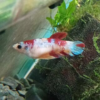 Betta Female 1