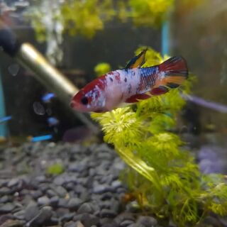 Betta Female 1