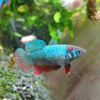 Betta Female 3