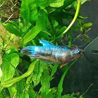 Betta Female 4