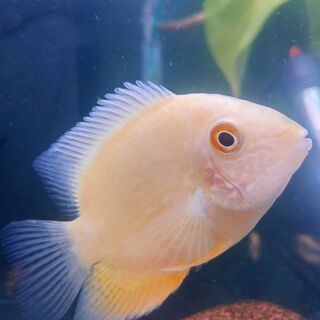 Gold Severum