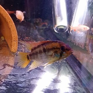 Apistogramma viejita