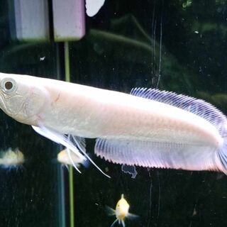 Albino Silver Arowana