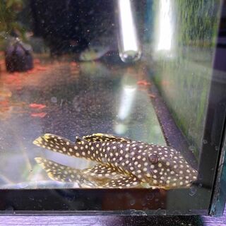 Gold Nugget Pleco