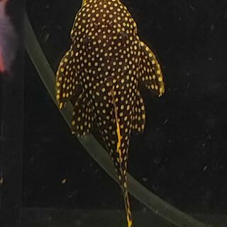 Gold Nugget Pleco