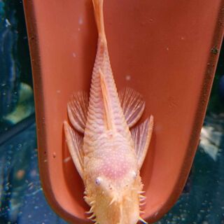 Large Bristlenose -  Golden