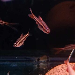 Long Fin Cherry Barbs