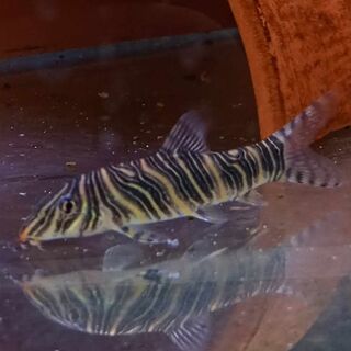 Zebra Loach