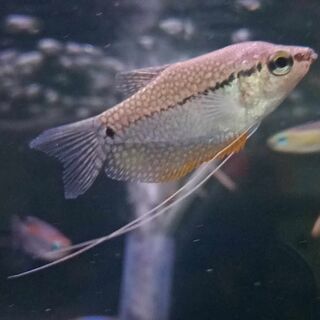 Pearl Gourami