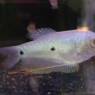 Blue Gourami