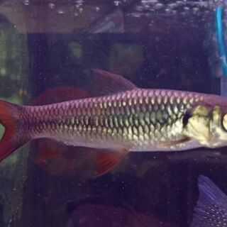 Red Finned Cigar Shark