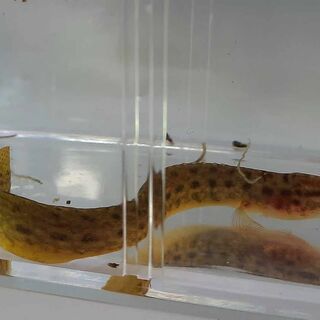 Spiney Yellow Fin Eel