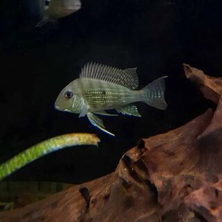 Geophagus Surinamensis