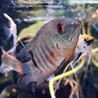 Green Severum